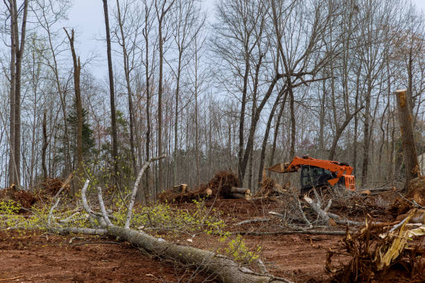 Best Commercial Tree Services  in Westbrook Center, CT