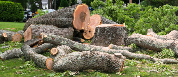 Reliable Westbrook Center, CT Tree Removal Services Solutions